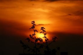 tall plant on sunset background
