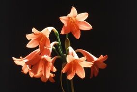 blooming fire lily on a dark background