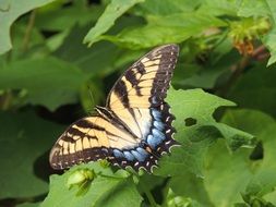 beautiful striped butterfly on a green plant