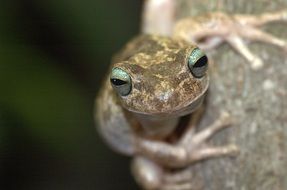 Macro Picture of frog
