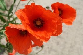 wild poppy flowers