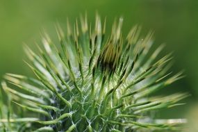 macro photo of green thistle plant in nature