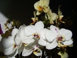 white and yellow orchid flowers