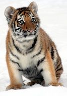 tiger cub with expressive eyes