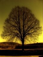 tree on a background of yellow sky in winter