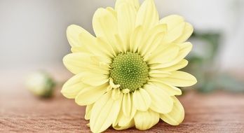 yellow chrysanthemum on the ground