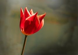 red closed tulip macro scene