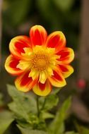 Bright summer garden flower on the stem