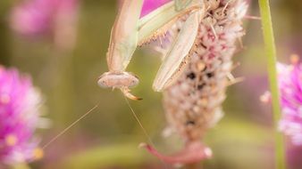 macro photo of Mantis on the flower