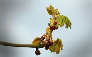 chestnut on a tree in autumn