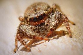 spider with hairy legs, macro