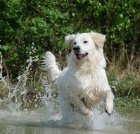 Picture of the golden retriever is playing in a water