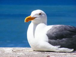 Beautiful seagull rests at blue sea