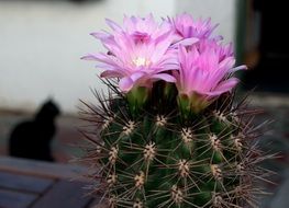 flowering cactus and black cat behind