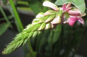 chuck sainfoin pointed