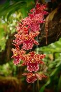 beautiful and delightful orchid flower
