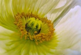 close up photo of white poppy flower