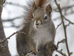 Squirrel on a branch close-up