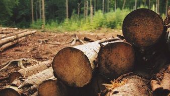 logs in a forest glade