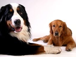 golden retriever and bernese mountain dog on a white surface