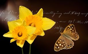 clipart of the daffodils and butterfly