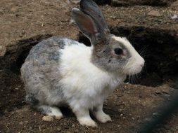 white gray fluffy rabbit