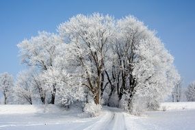 tree crowns in the snow in winter