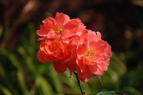 fragile roses in the garden close-up on a blurred background