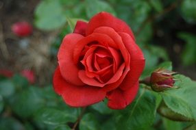 red rose with a bud on a green bush on a blurred background