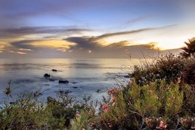 seaside with green plants and flowers