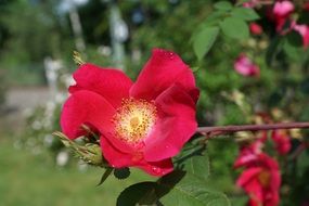 burgundy wild rose flower