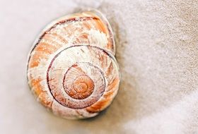 orange sea shell