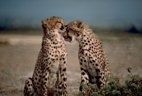 two cheetahs in the wild nature of africa