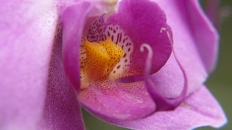 orchid flower center, macro