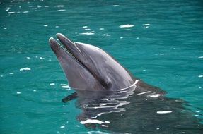 dolphin on palau beach