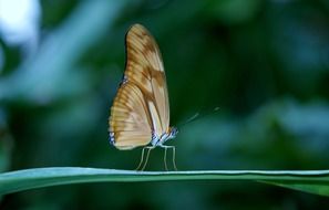 filigreed butterfly on the green plant leaf