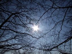 tree branches on the background of the heaven