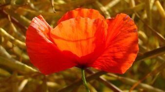 poppy is a summer wildflower