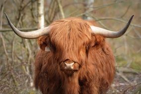 delighting horns beef
