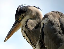 grey heron bird in wild close up