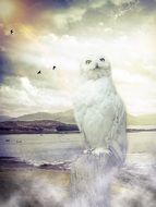 mystical image of barn owl on the lake