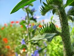 blurred summer meadow