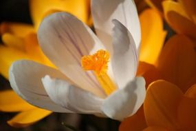 crocus blossom