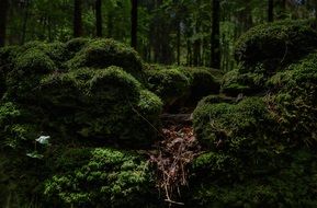 Beautiful and delightful, green moss among the trees in forest