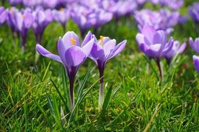 Purple crocuses on a green glade