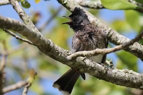 Beautiful wild bird on the tree