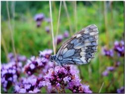 blue butterfly on purple flowers close-up