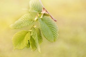 closeup photo of green young leaves on a branch on a light background