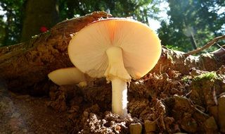 irresistible mushroom tracks