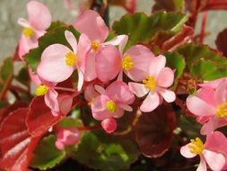 pink begonia on the balcony in summer